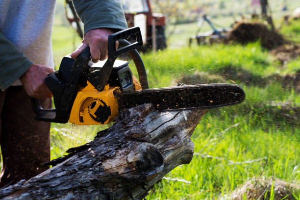 Best Stump Grinding and Removal  in Altamont, TN